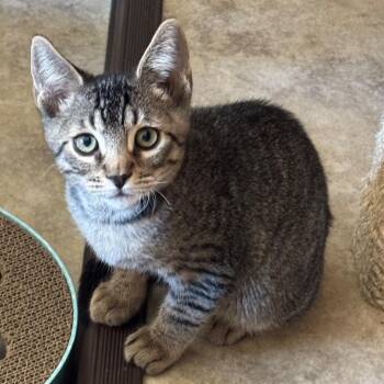 Jake -  Domestic Short Hair Cat for Adoption in Cambria, California - Jake | PetCurious