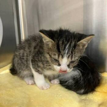 Domestic Short Hair Cats Available for Adoption in Harrisonburg, Virginia - Aolani | PetCurious