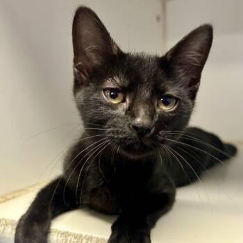 Tumble -  Domestic Short Hair Cat for Adoption in Saint Joseph, Missouri - Tumble | PetCurious