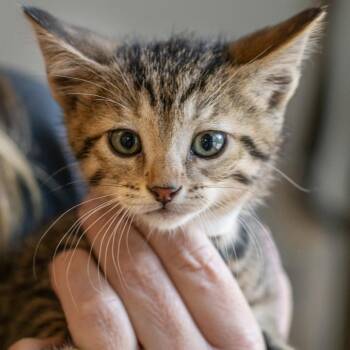 Domestic Short Hair Cats Available for Adoption in Memphis, Tennessee - FRITZ-30644 | PetCurious