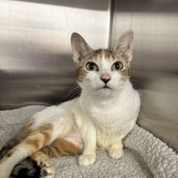 Mel -  Domestic Short Hair Cat for Adoption in Howes Cave, New York - Mel | PetCurious