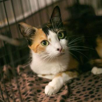 Jazzi -  Domestic Short Hair Cat for Adoption in St. Augustine, Florida - Jazzi | PetCurious