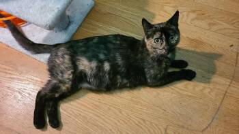 Rescue Domestic Short Hair Cats for Adoption in Royal Oak, Michigan - Peridea | PetCurious