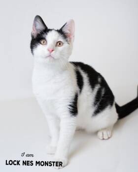 Domestic Short Hair Cats Available for Adoption - Loch Nes Monster | PetCurious