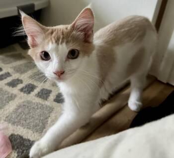 Kenny -  Domestic Medium Hair Cat for Adoption in Wasilla, Alaska - Kenny | PetCurious