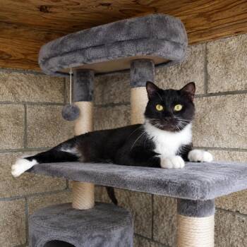 Pecan -  Tuxedo Cat for Adoption in Orangeburg, South Carolina - Pecan | PetCurious