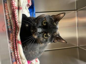 Rescue Domestic Short Hair Cats for Adoption in Thayne, Wyoming - Tucker | PetCurious