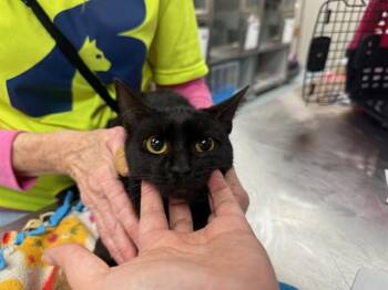 Domestic Short Hair Cats Available for Adoption - NORA | PetCurious