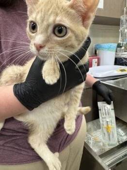 Munster -  Domestic Short Hair Cat for Adoption in Fishers, Indiana - Munster | PetCurious