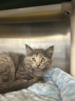 Domestic Short Hair Cats Available for Adoption in Munster, Indiana - Kiwi | PetCurious