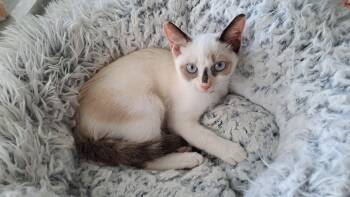 Rescue Siamese and Tabby Cats for Adoption in Boca Raton, Florida - Ophelia | PetCurious