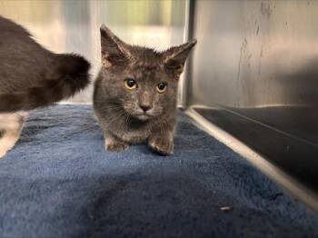 Domestic Short Hair Cats Available for Adoption in Grand Prairie, Texas - MYLA | PetCurious