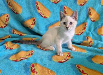 ALLA -  Domestic Short Hair Cat for Adoption in Colorado Springs, Colorado - ALLA | PetCurious