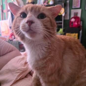 Gabagool -  Domestic Short Hair Cat Available for Adoption - Gabagool | PetCurious