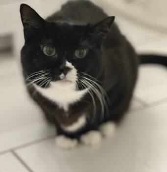 Rescue Tuxedo Cats for Adoption in Alexandria, Virginia - Oreo Cookie Princess | PetCurious