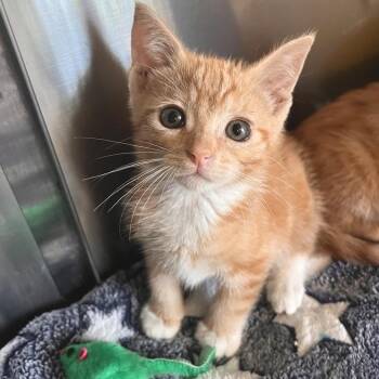 John Wayne -  Domestic Short Hair Cat for Adoption in Los Angeles, California - John Wayne | PetCurious