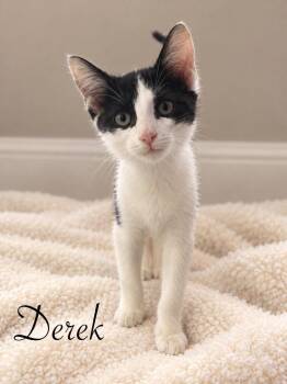 Derek -  Domestic Short Hair Cat for Adoption in Johnson City, Tennessee - Derek | PetCurious