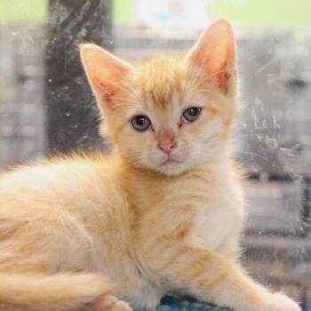 Gary -  Domestic Short Hair Cat for Adoption in Des Moines, Iowa - Gary | PetCurious