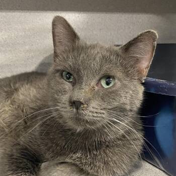 Sterling -  Domestic Short Hair Cat for Adoption in Sheridan, Wyoming - Sterling | PetCurious