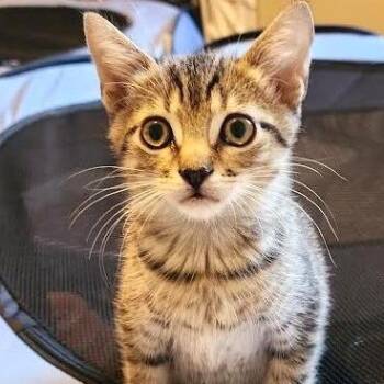 Tubby -  Domestic Short Hair Cat for Adoption in South Elgin, Illinois - Tubby | PetCurious
