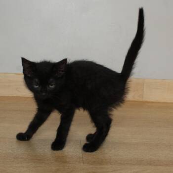 Domestic Short Hair Cats Available for Adoption in Minnetonka, Minnesota - Winnie C69554 | PetCurious
