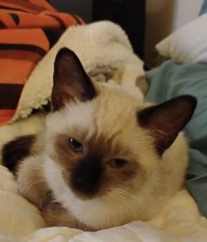 Bluth Family: Nellie -  Domestic Short Hair Cat for Adoption - Bluth Family: Nellie | PetCurious