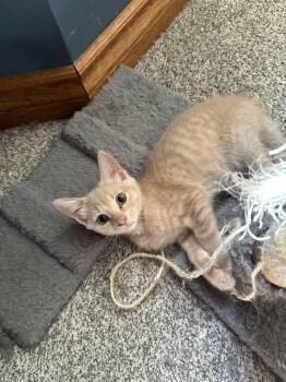 Karrot & Keanu -  Domestic Short Hair Cat for Adoption in Brantford, Ontario - Karrot & Keanu | PetCurious