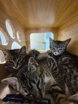 Carmelizer -  Domestic Short Hair Cat for Adoption in Fort Collins, Colorado - Carmelizer | PetCurious
