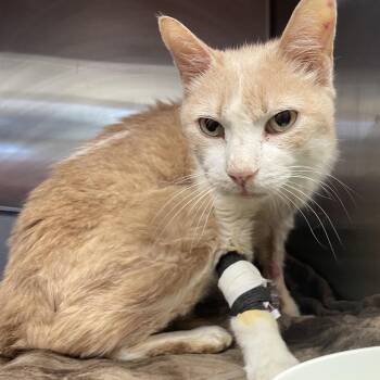 Arthur Pendragon -  Domestic Short Hair Cat for Adoption in Austin, Texas - Arthur Pendragon | PetCurious