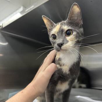 Karina -  Domestic Short Hair Cat for Adoption in Corbin, Kentucky - Karina | PetCurious