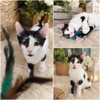 Nami -  Domestic Short Hair Cat for Adoption in Gun Barrel City, Texas - Nami | PetCurious