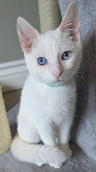 Domestic Short Hair Cats Available for Adoption - Fez | PetCurious