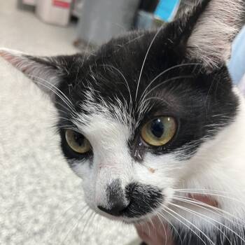 Rescue Domestic Short Hair Cats for Adoption in Port Charlotte, Florida - Jigglepuff | PetCurious