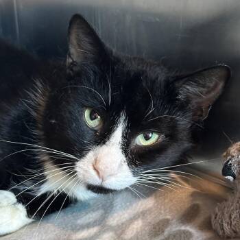 Domestic Short Hair Cats Available for Adoption in Matteson, Illinois - Mick Jagger | PetCurious