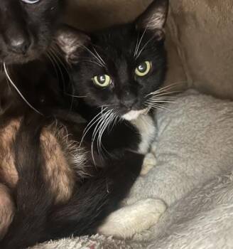 Fiorella -  Domestic Short Hair Cat for Adoption in Palm Coast, Florida - Fiorella | PetCurious