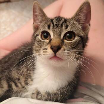 Alex -  Domestic Short Hair Cat for Adoption in Woodbury, New Jersey - Alex | PetCurious