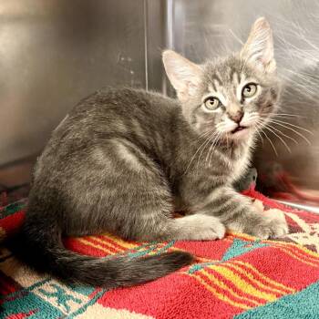 Blueberry -  Domestic Short Hair Cat for Adoption in Palm Springs, California - Blueberry | PetCurious