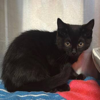 Exhaust Pipe -  Domestic Short Hair Cat for Adoption - Exhaust Pipe | PetCurious
