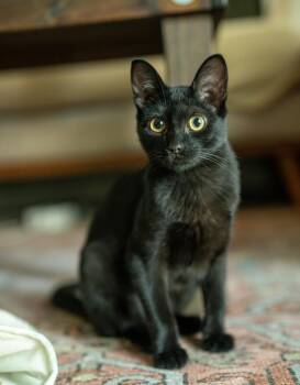Tsistu -  Domestic Short Hair Cat for Adoption in Asheville, North Carolina - Tsistu | PetCurious