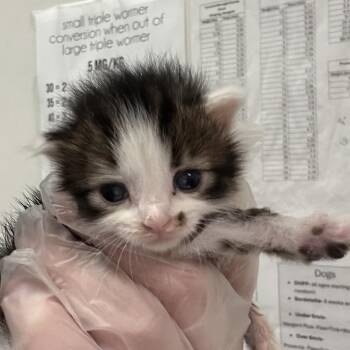 Taylor -  Domestic Medium Hair Cat for Adoption in Charleston, West Virginia - Taylor | PetCurious