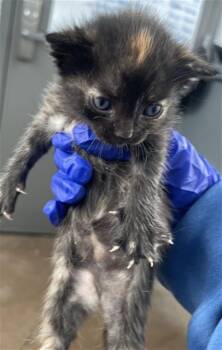 Domestic Short Hair Cats Available for Adoption in Dallas, Texas - INDY | PetCurious
