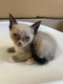 Siamese Cats Available for Adoption in Thousand Palms, California - A1917924 | PetCurious