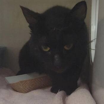 Domestic Short Hair Cats Available for Adoption in Redwood City, California - Charlotte | PetCurious