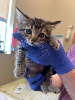 Tuba -  Domestic Short Hair Cat for Adoption in Fishers, Indiana - Tuba | PetCurious