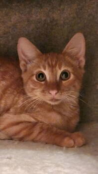 Rescue Domestic Short Hair and Tabby Cats for Adoption in Dallas, Texas - Ichigo | PetCurious