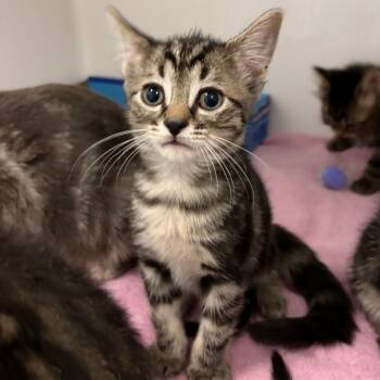 Andrew Glouberman -  Domestic Short Hair Cat for Adoption in Charleston, West Virginia - Andrew Glouberman | PetCurious