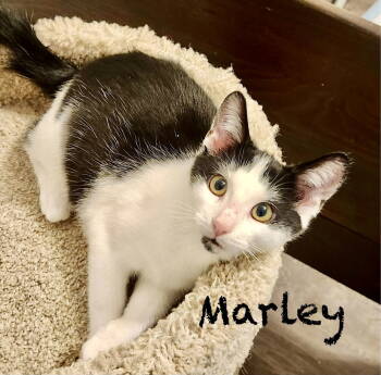Rescue Domestic Short Hair Cats for Adoption in Reston, Virginia - Marley | PetCurious