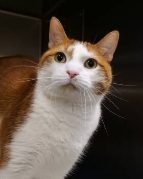 Rescue Domestic Short Hair Cats for Adoption in Fishers, Indiana - Mort | PetCurious