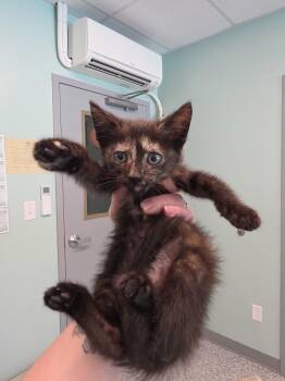 Smoosh -  Domestic Short Hair Cat for Adoption in Athens, Tennessee - Smoosh | PetCurious