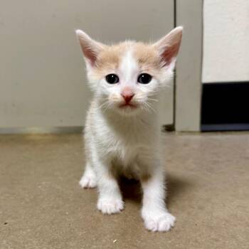 Piglet -  Domestic Short Hair Cat for Adoption in Cody, Wyoming - Piglet | PetCurious